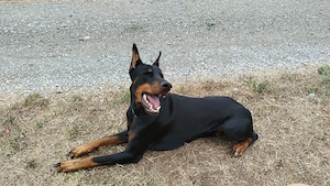 Schweren Herzens: Liebenswerter Dobermann-Rüde Rocco (3 Jahre) sucht neues, liebevolles Zuhause