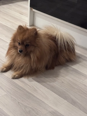 Pomeranian Zwergspitz