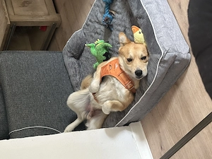 Zorro sucht sein für immer Zuhause 
