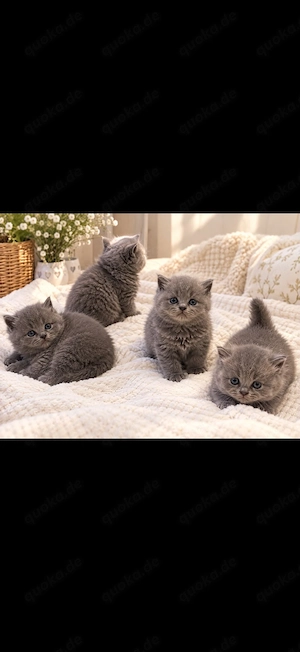 Flauschige Kitten abzugeben 