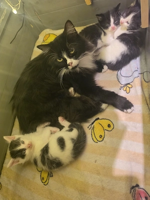 Britisch Kurzhaar Kitten
