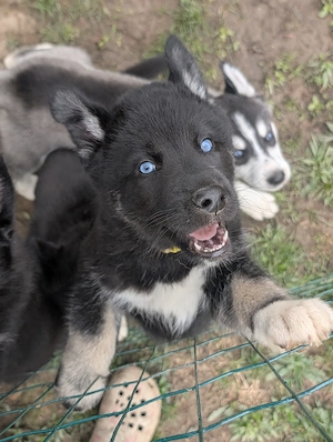 Huskymixwelpen Ende Oktober abzugeben 