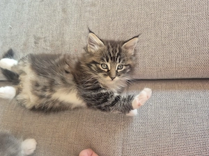 Maine coon Kitten