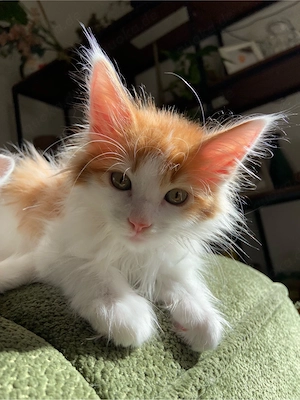 Reinrassiger Maine Coon Kater abgabebereit