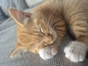 Maine coon kitte