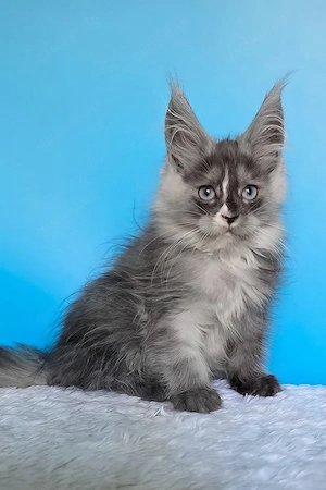 10 wunderschöne Maine-Coon-Kitten, 13 Wochen geimpft, entwurmt und mit Stammbaum