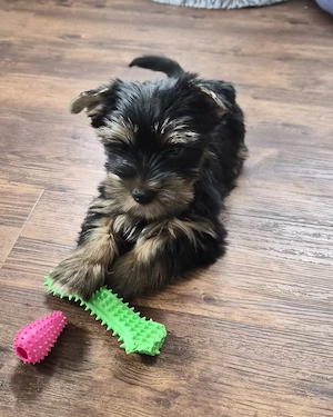 Reinrassige Yorkshire Terrier 9 Wochen