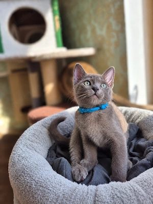 Burma Kitten mit Stammbaum
