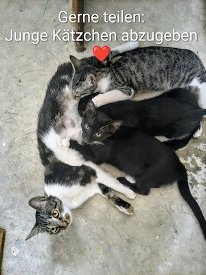 Zuckersüße Kätzchen - 4 Monate alt, ab sofort 