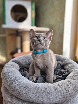 Burma Kitten mit Stammbaum