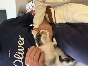 Katze Britische kurz Haar 