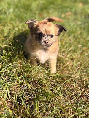 Unsere Flauschbälle suchen ein Zuhause 