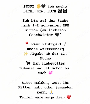 EKH Kitten Schwarz 