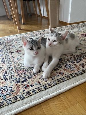 Unsere 2 süßen Katzenbabys suchen ein liebevolles Zuhause!