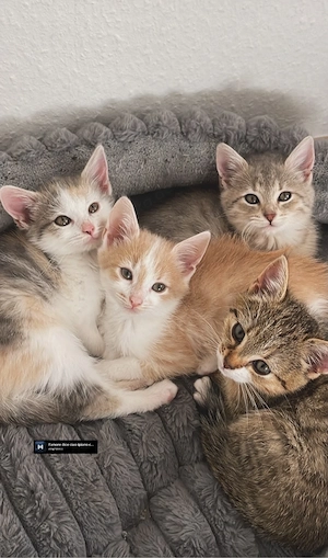 Zwei süße babykatzen abzugeben 