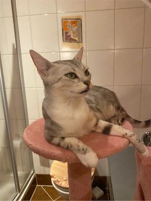 Bengal Katze 