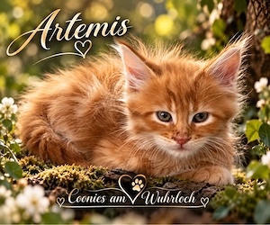 Maine Coon mit Stammbaum
