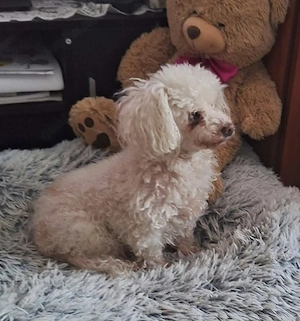  Tünder (12 Jahre, blind, taub) auf Pflegestelle in Ungarn, sucht ein Zuhause
