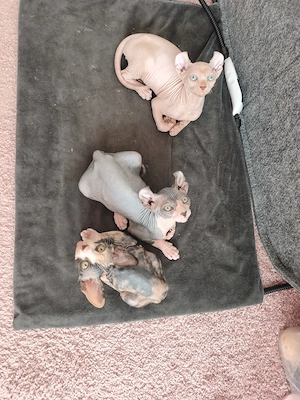 Wunderschöne Elf-Sphynx-Geschwister suchen ein liebevolles Zuhause!   