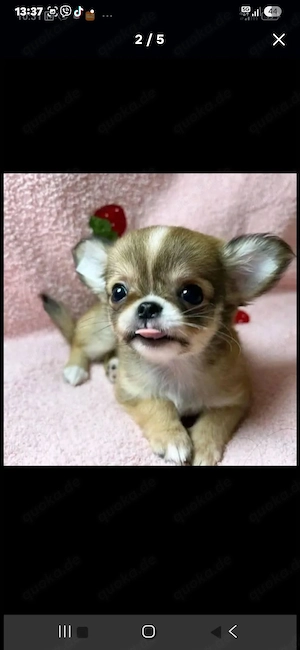 Mini-Chihuahuas
