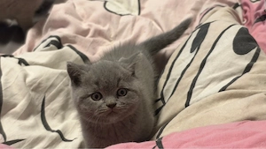 Katzenbabys suchen ein liebevolles Zuhause
