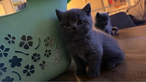 Katzenbabys suchen ein liebevolles Zuhause