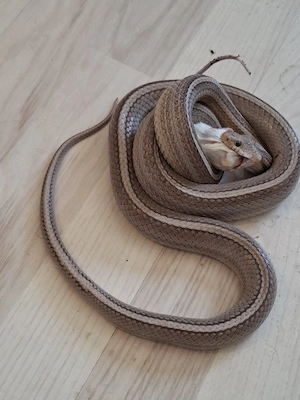 Kornnatter striped zu verschenken