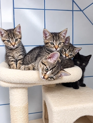 Süße Katzenkitten