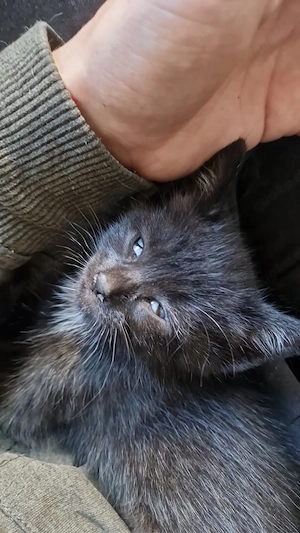 baby katze in   