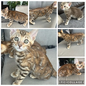 Bengal Kitten 12 wochen  Braun  Bringen Möglich  mit Stammbaum 