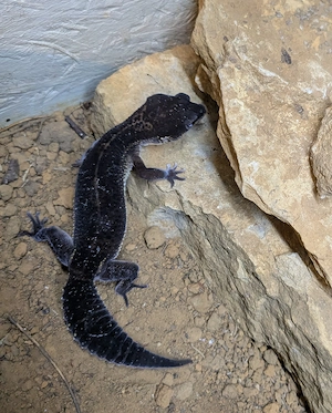 Leopardgecko Weibchen Black Night