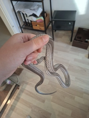 Kornnatter striped zu verschenken