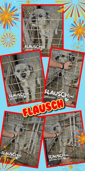 sehr lieber, freundlicher, menschenbezogener Rüde "Flausch" sucht ein Zuhause