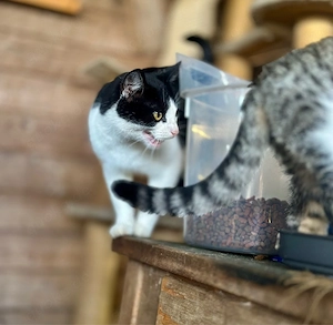 Katzen zu verkaufen 