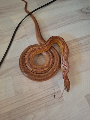 Kornnatter striped Klassik zu verschenken