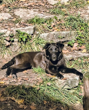 Hunde.Welpen ..Junghunde  