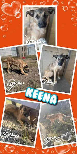 liebes, bezauberndes Welpenmädchen "Keena" sucht ein liebevolles Zuhause