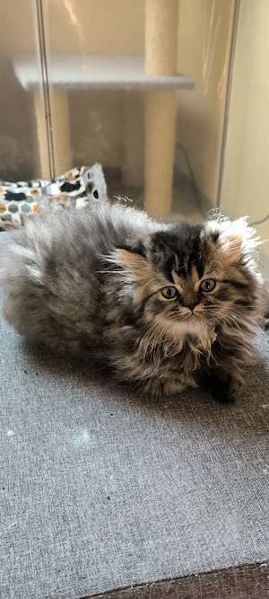 Perser Baby Mädchen