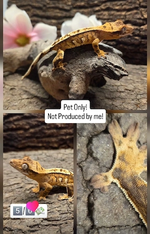Pet Only Kroni baby 