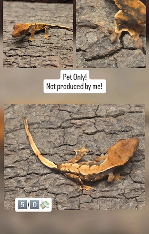 Pet Only Kroni baby