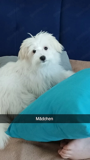 Maltipoo Welpen zu verkaufen