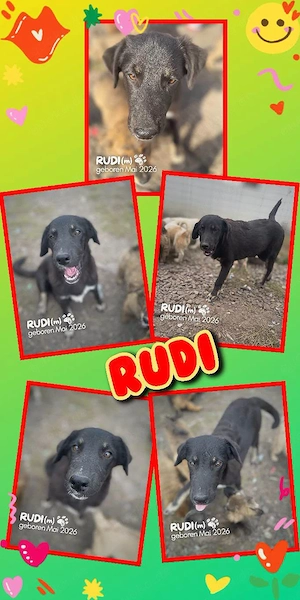 sehr lieber, menschenbezogener, fröhlicher Welpenjunge "Rudi" sucht ein Zuhause