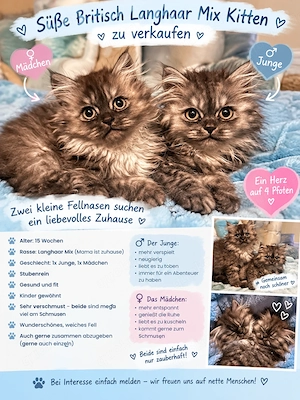 Britisch langhaar mix Kitten