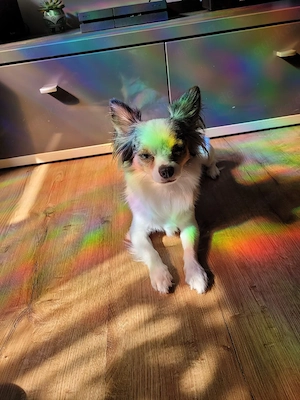 Chihuahua Rüde,kastriert!