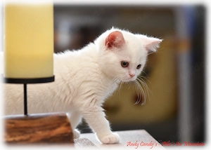 Katzenbabys   sauber, gesund, abgabebereit