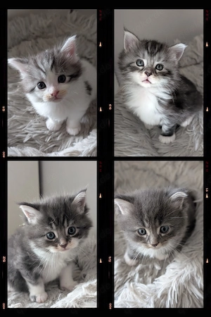 MaineCoon Kitten suchen Interessenten 