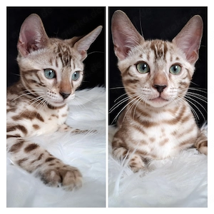 Bengal Kitten Geschwister Auszugsbereit Liebhaber Kätzchen Snow Mink Stammbaum Ticacats