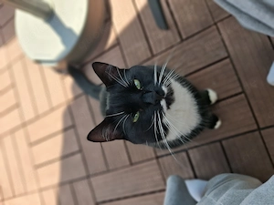 2 Jähriger Kater abzugeben 