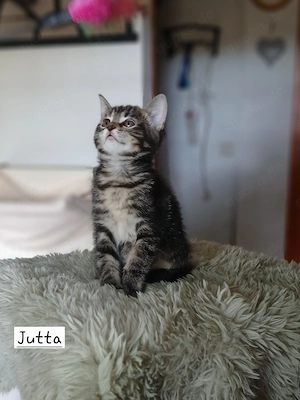 7 süße Maine Coon Mix Kitten suchen liebes Zuhause 