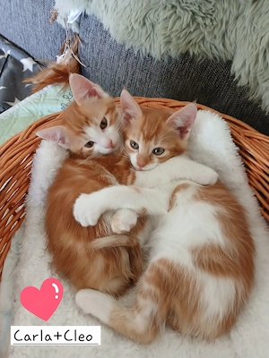 7 süße Maine Coon Mix Kitten suchen liebes Zuhause 